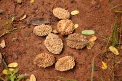 Elaeocarpus tuberculatus